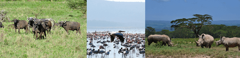 https://www.taswachallenge.com/lake-nakuru-national-park/