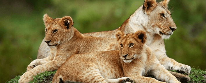 7-Days Mara Nakuru Amboseli