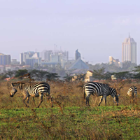 Nairobi National Park Tour