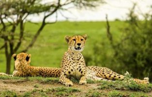Best Tanzania Camping Safari