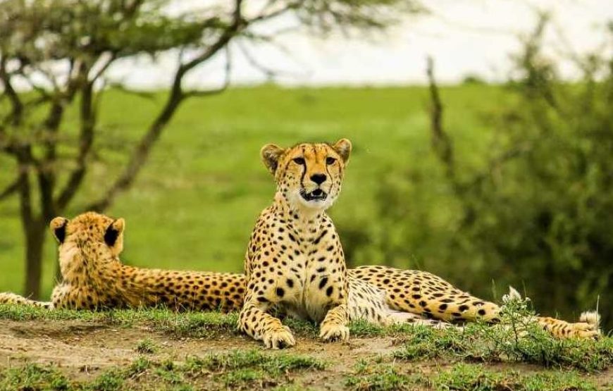 Best Tanzania Camping Safari