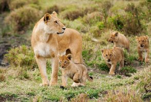 Meru National Park Safari