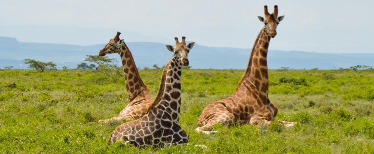 Safaris In Kenya