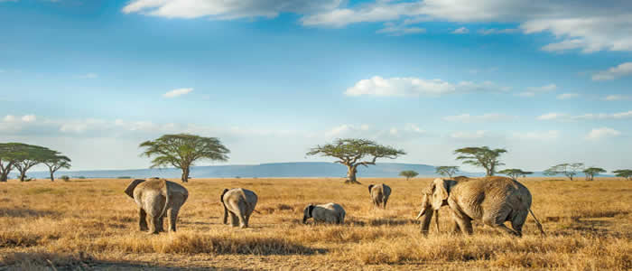 8-days tarangire manyara serengeti ngorongoro