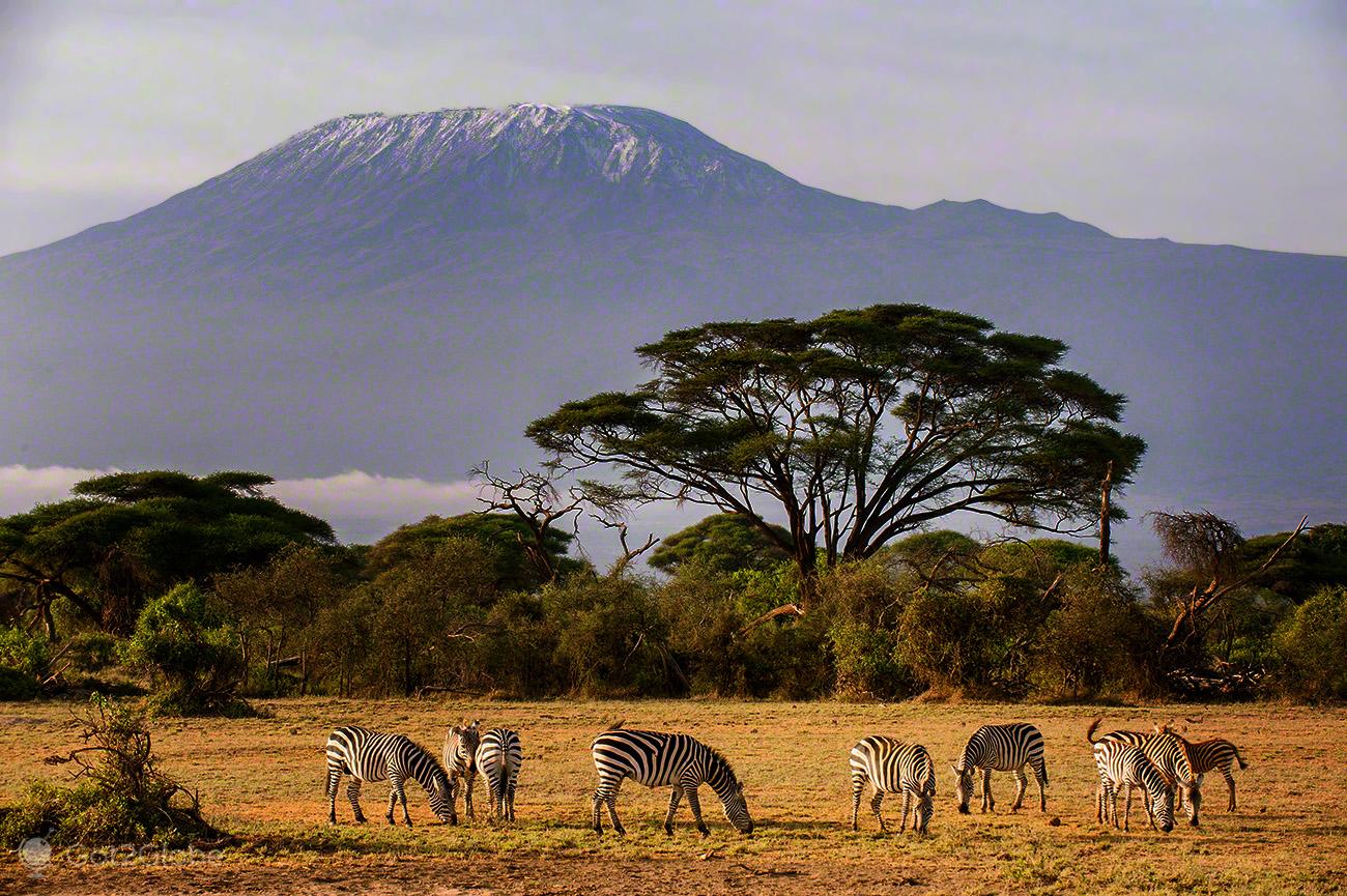 Amboseli Safari