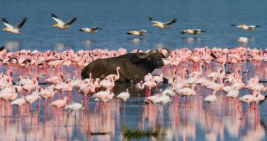 10 Days Mara - Nakuru - Samburu Safari