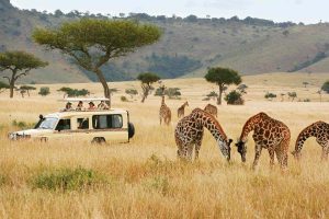 Safari In Kenya