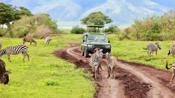 Tarangire Ngorongoro Manyara Safari
